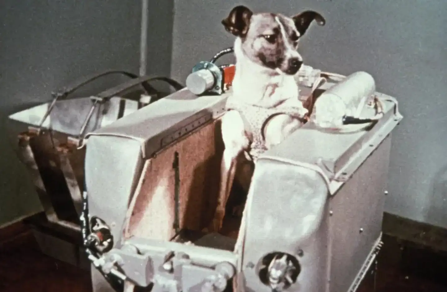 Laika: Yıldızlara Giden Köpek